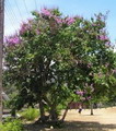 درختچه توری ملکه